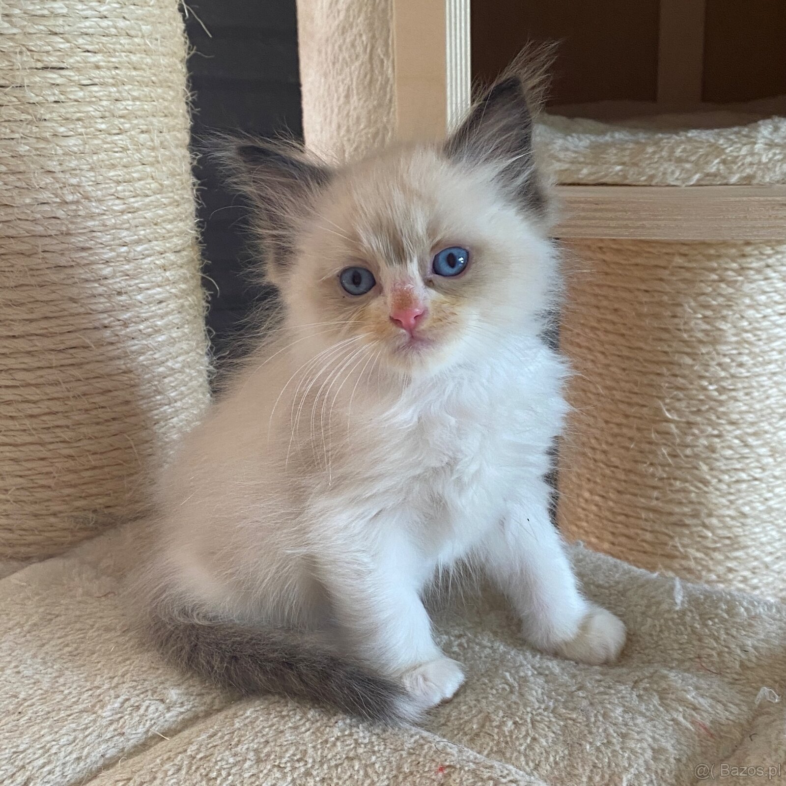 Kotki Ragdoll najspokojniejsza rasa kotów na świecie - 5