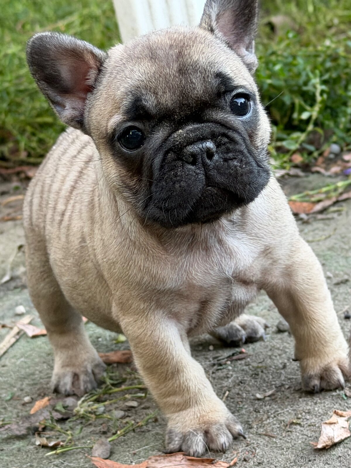 Buldog Francuski - 5