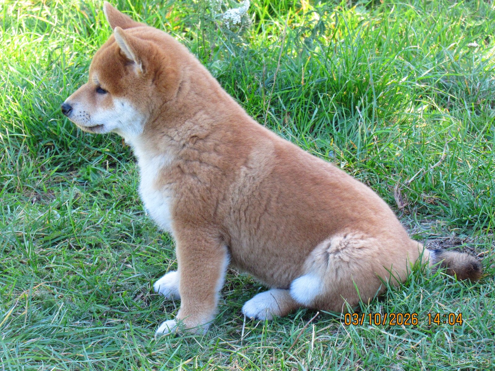 Dwoje szczeniąt Shiba Inu ur.07.08.2026r. - 5