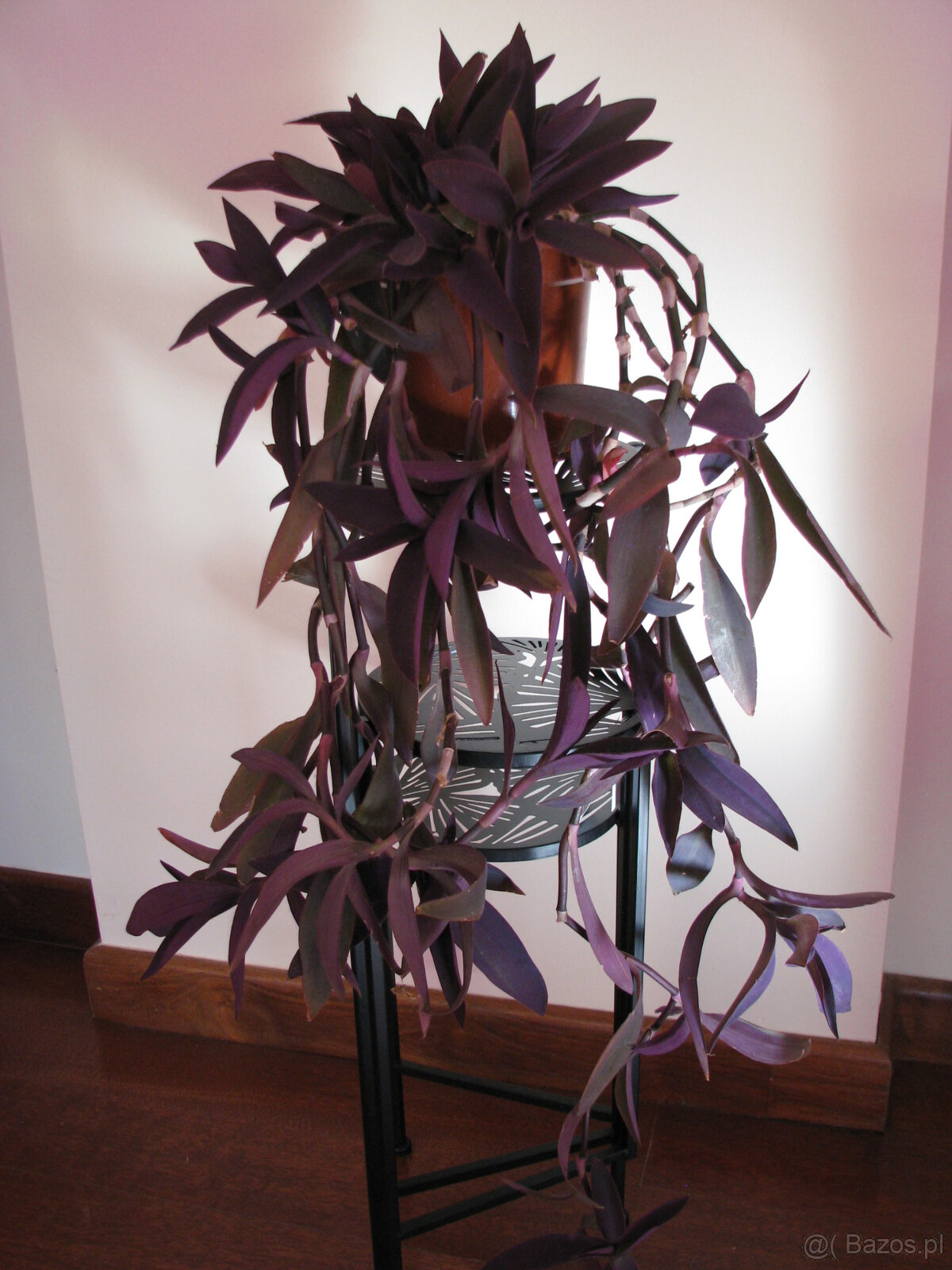 Trzykrotka purpurowa tradeskancja setkrezja fioletowa roślin - 5