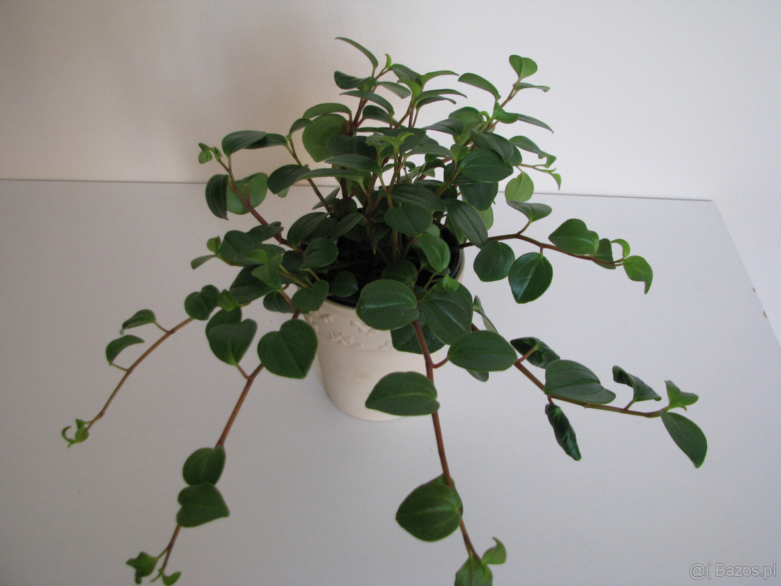 Mulenbekia – piękna zdrowa roślinka ozdobna - 5