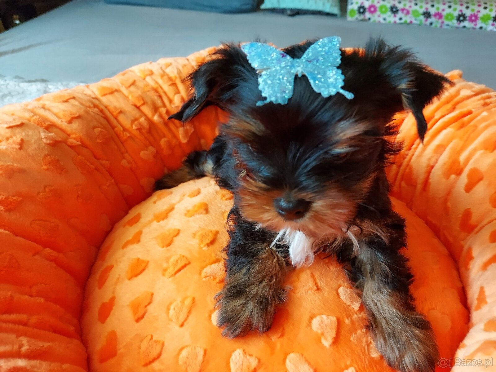 Yorkshire Terrier Black Tan - 5