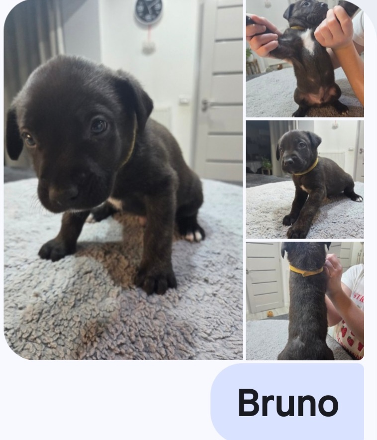 Oddam za darmo w dobre ręce - 5