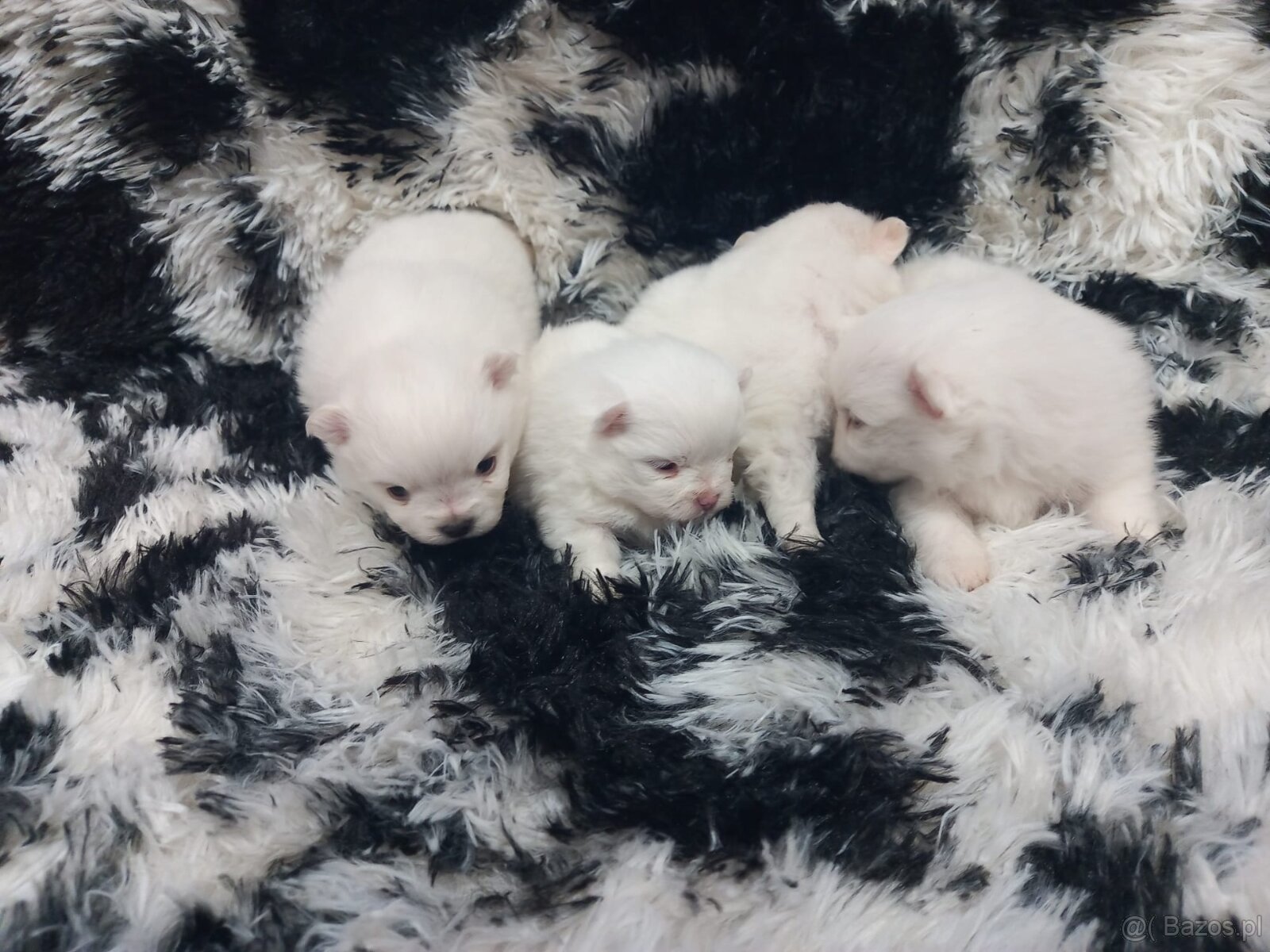 Szpic miniaturowy pomeranian - 5