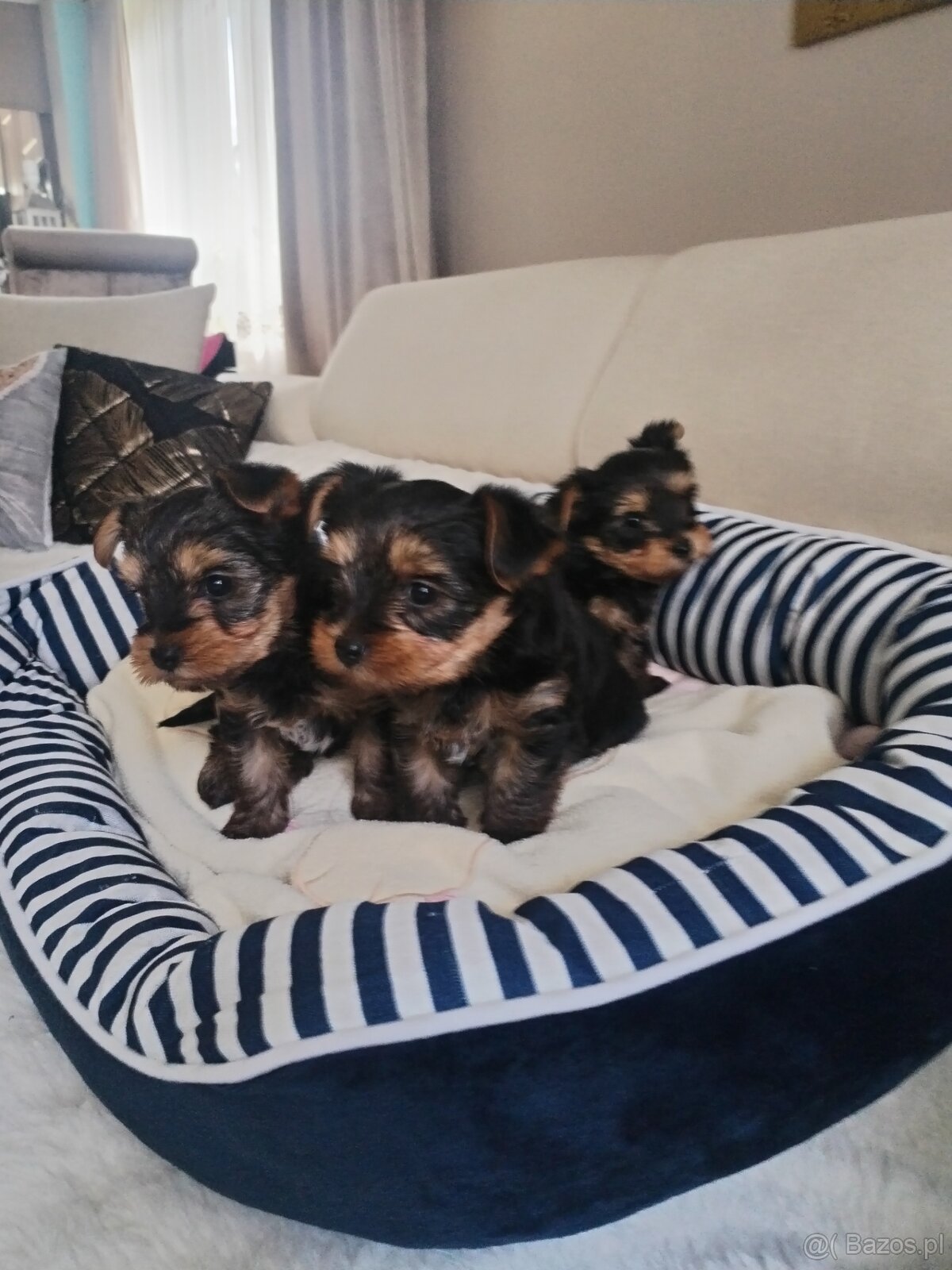 Yorkshire terrier suczka - 5