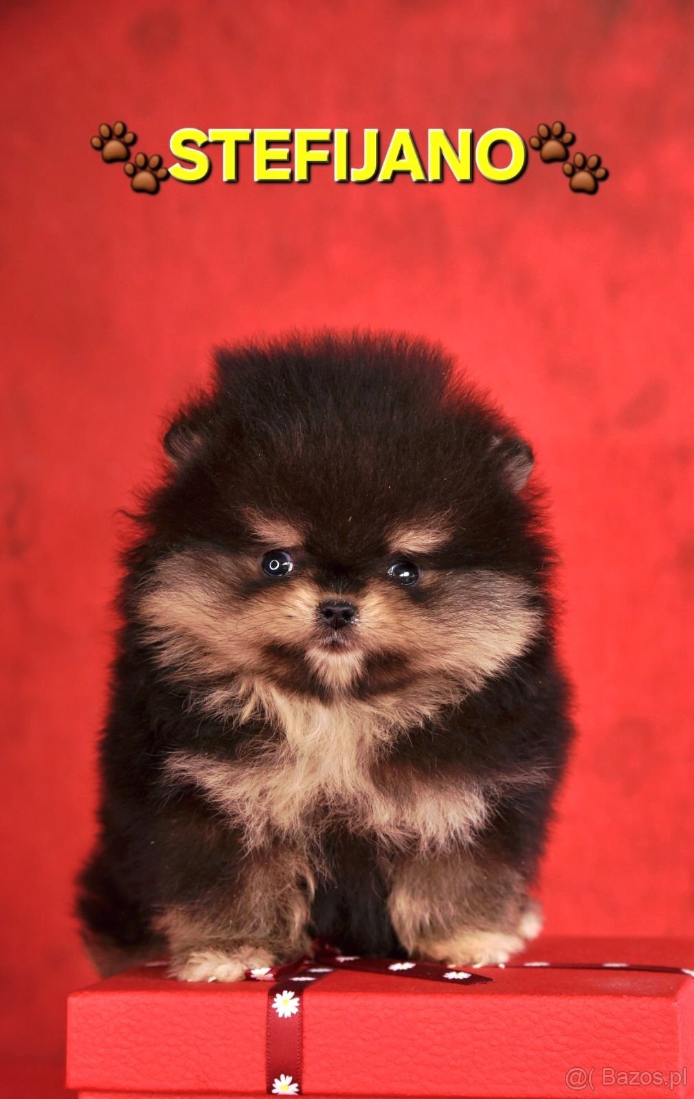 Pomeranian Boo – Szczenięta w kolorze CHOCOLATE & TAN | NOWO - 5