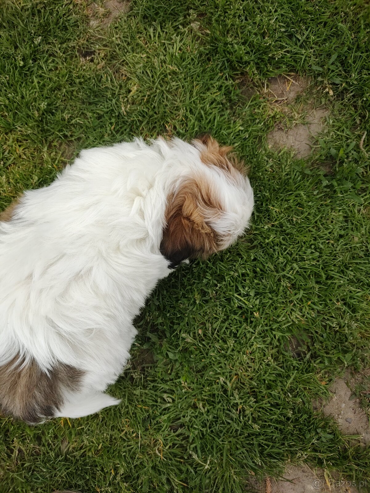 Suczka shih- -tzu - 5