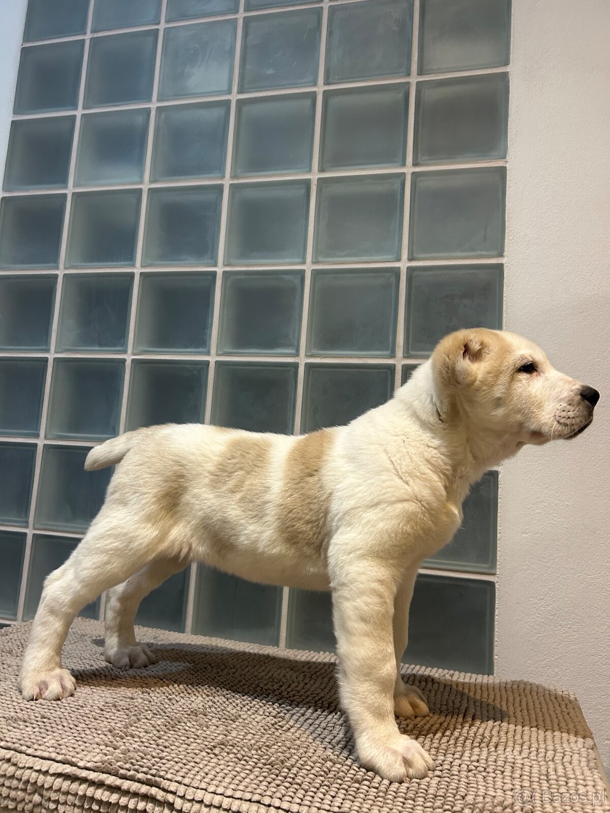 Owczarek środkowoazjatycki alabai - 5