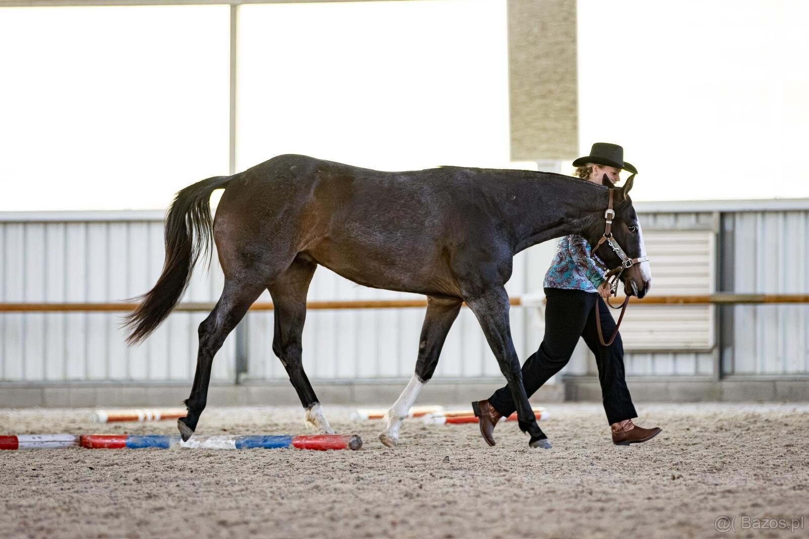 APH gelding, bay roan overo - 5