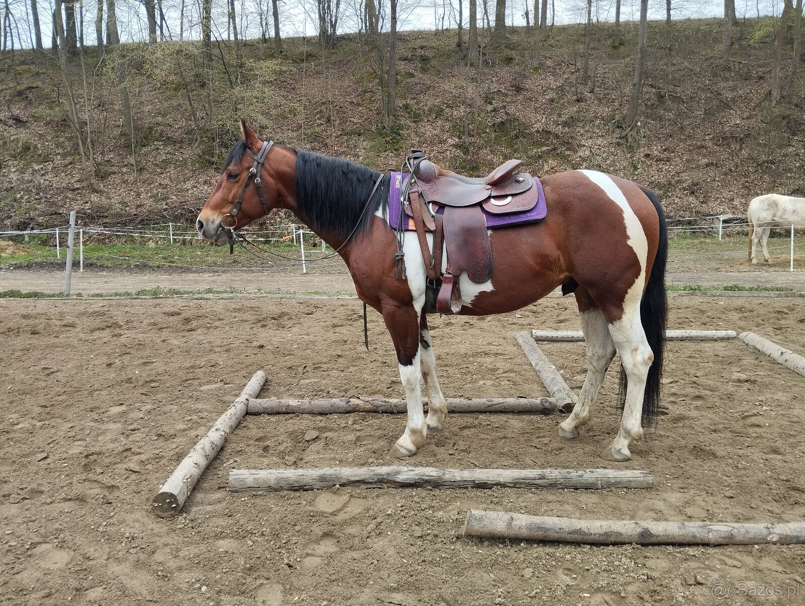 APH gelding bay tobiano - 5