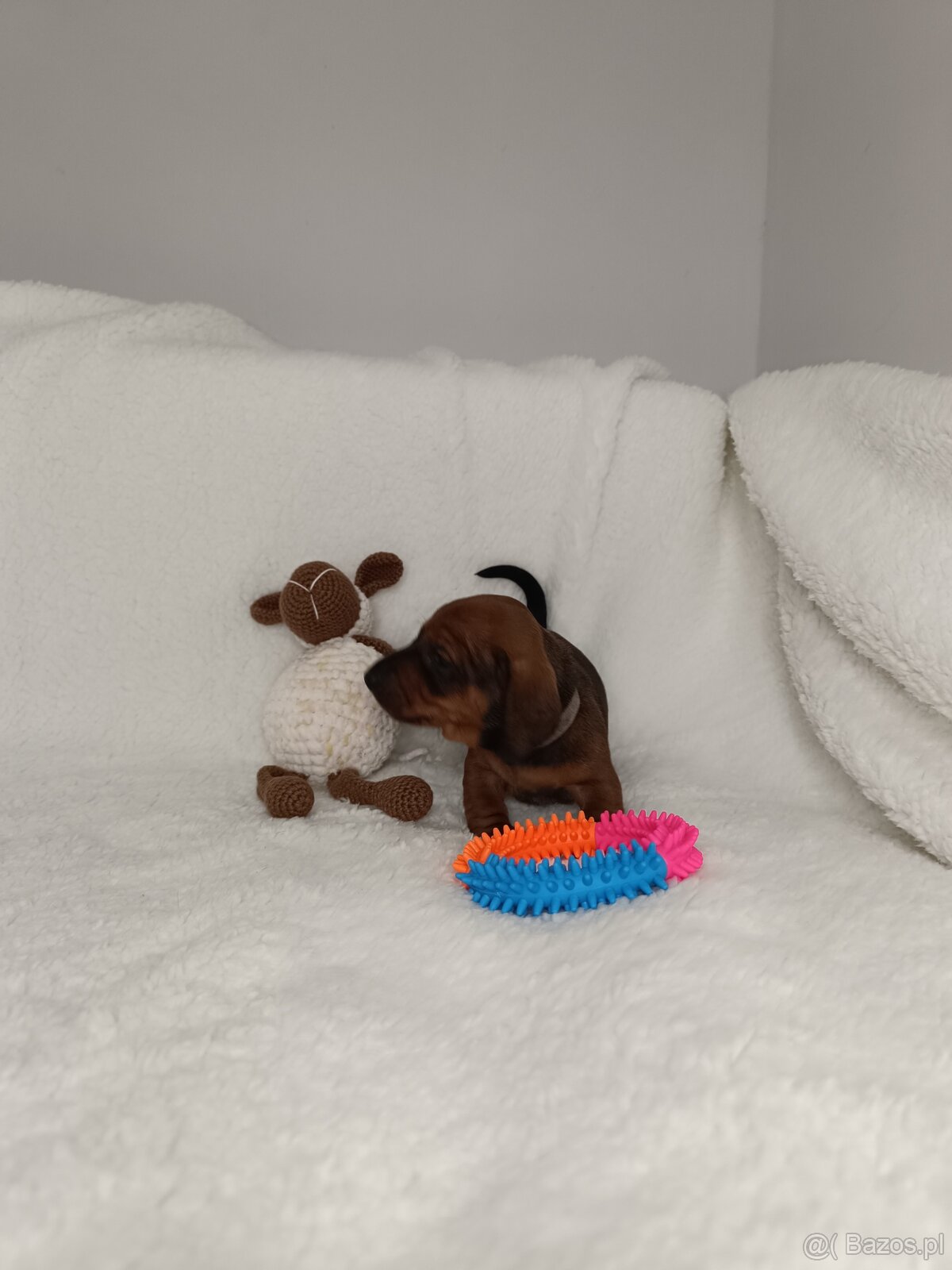 Jamnik miniaturowy krotkowlosy - 5