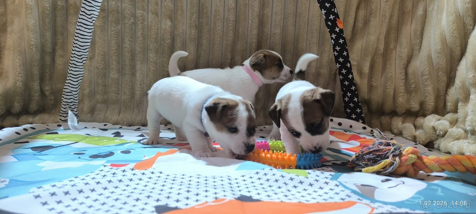 Jack Russell terrier - 5