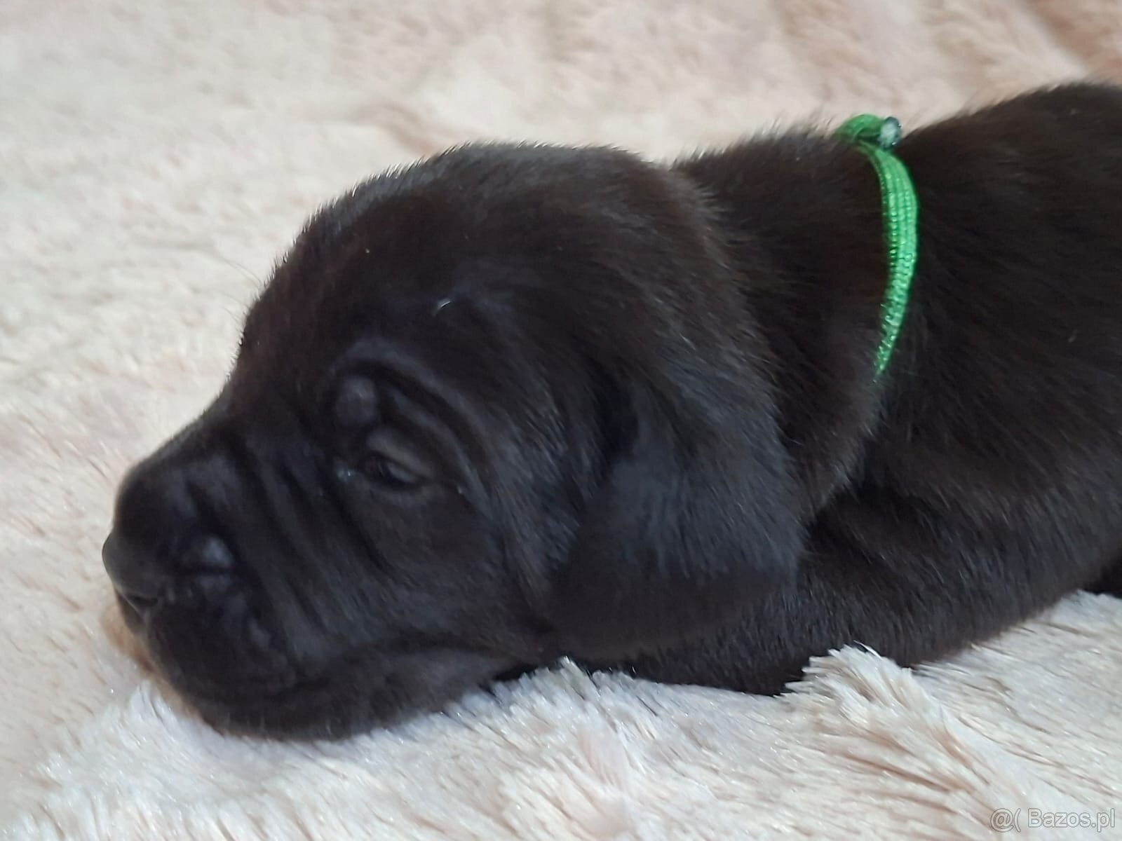 Dog niemiecki - 5