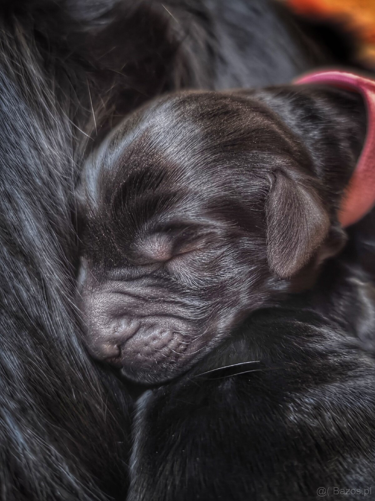 Flat coated retriever - Rezerwacja szczeniąt FCI - 5