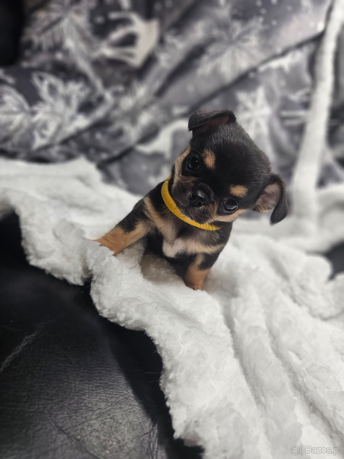 Dziewczynka chihuahua - 5