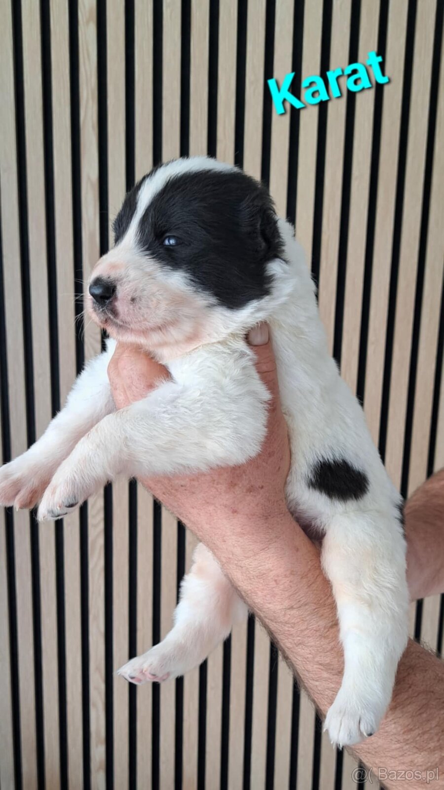 Owczarek środkowoazjatycki ... szczenięta FCI - 5