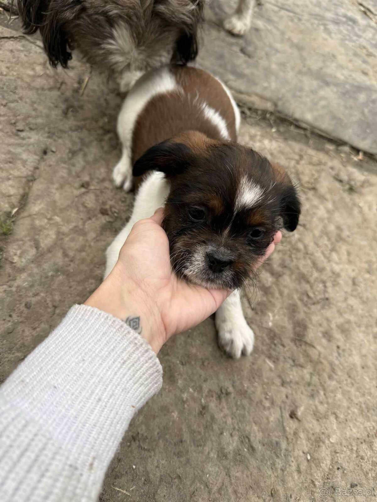 Szczeniaki shih tzu - 5