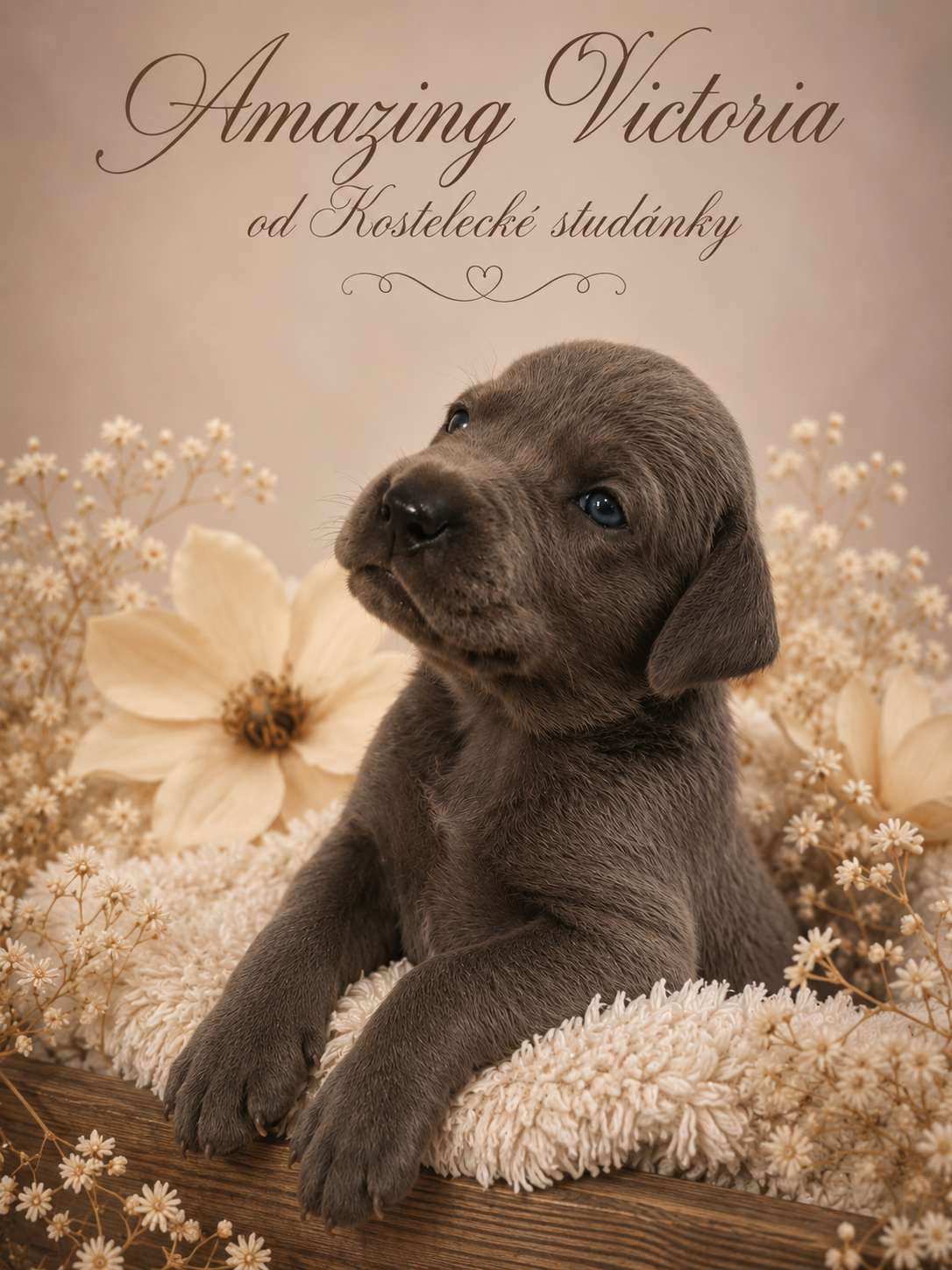 Niebieski dog niemiecki 💙🐾 o doskonałym rodowodzie - 5