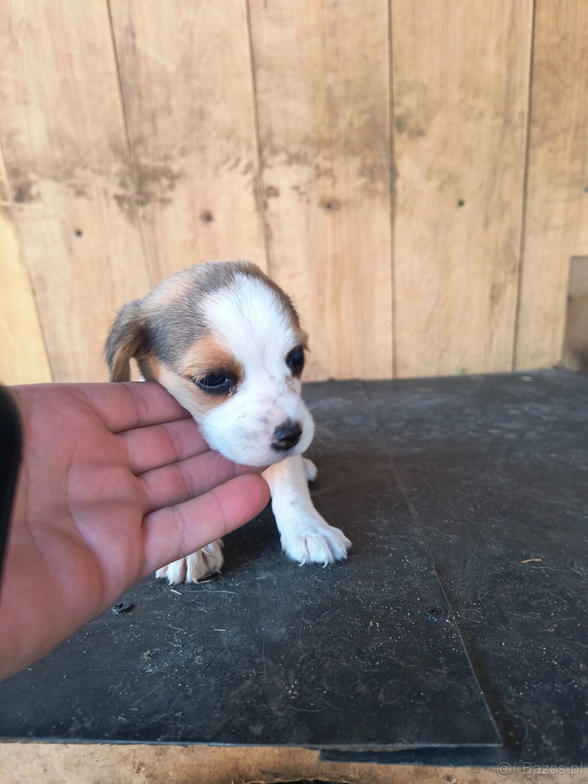 Beagle tricolor - 5