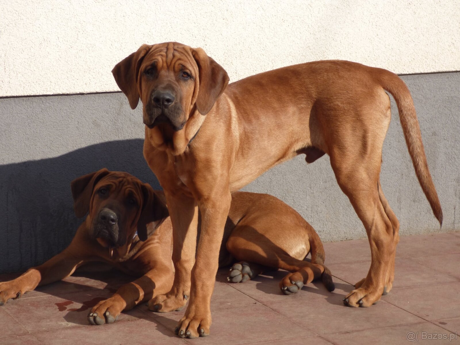 Tosa inu - nádherní pejsci s PP - 5