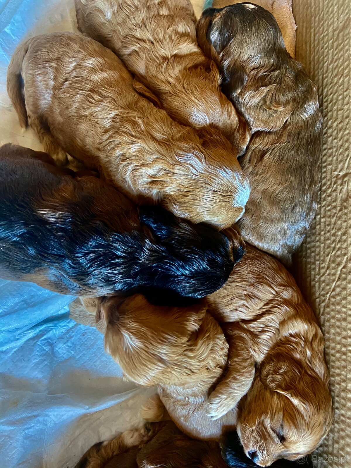 Rozrabiaki cockapoo - 5