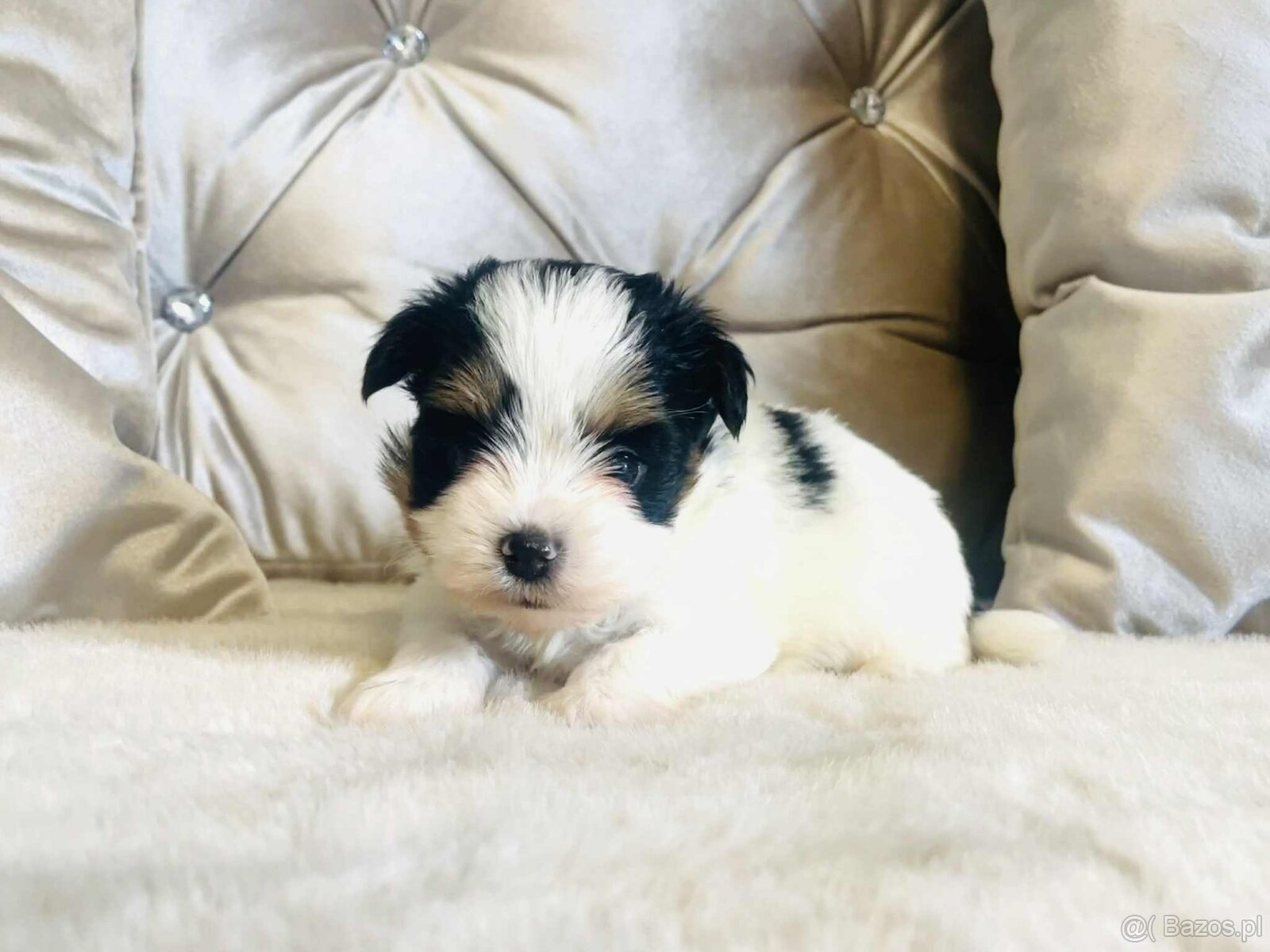 York Biewer - maleńki piękny chłopczyk. luxusowy. - 5