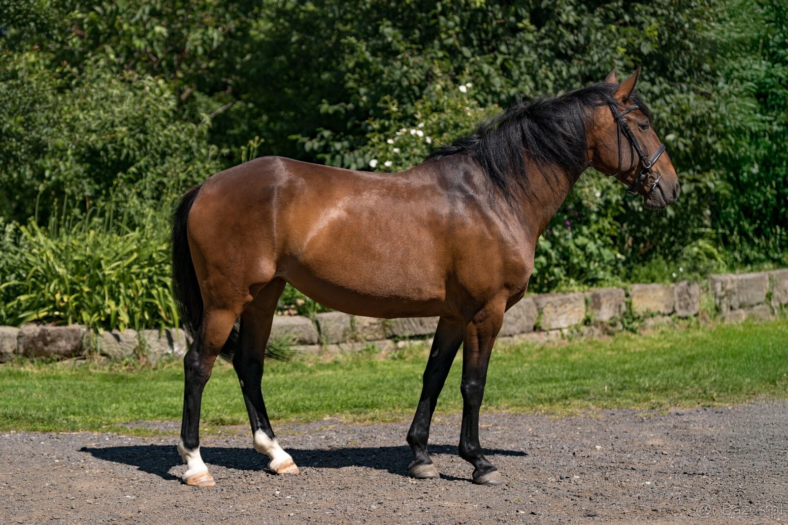 Napa - Lusitano mare - 5