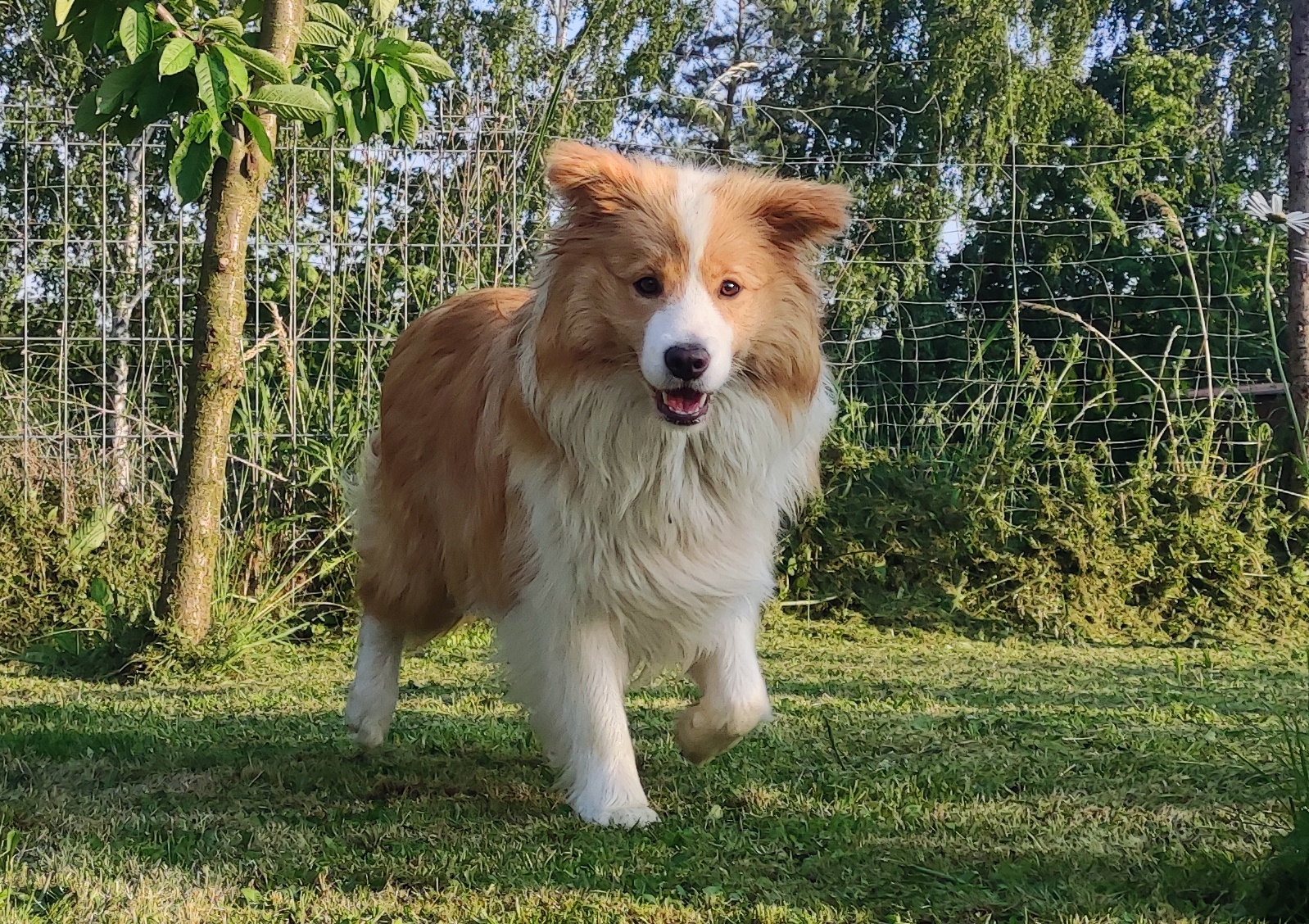 BORDER COLLIE, klasyk z dokumentami - 5