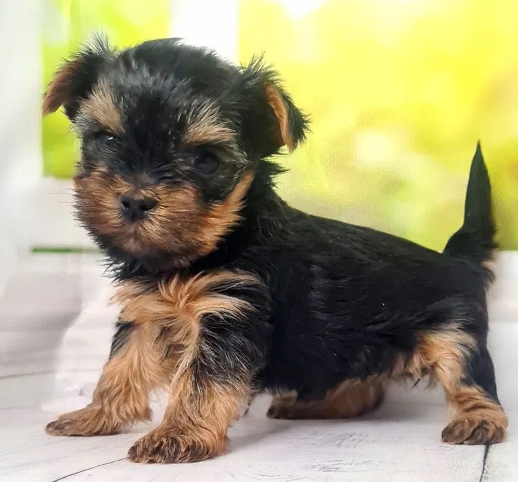 Szczeniak rasy yorkshire terrier - 5