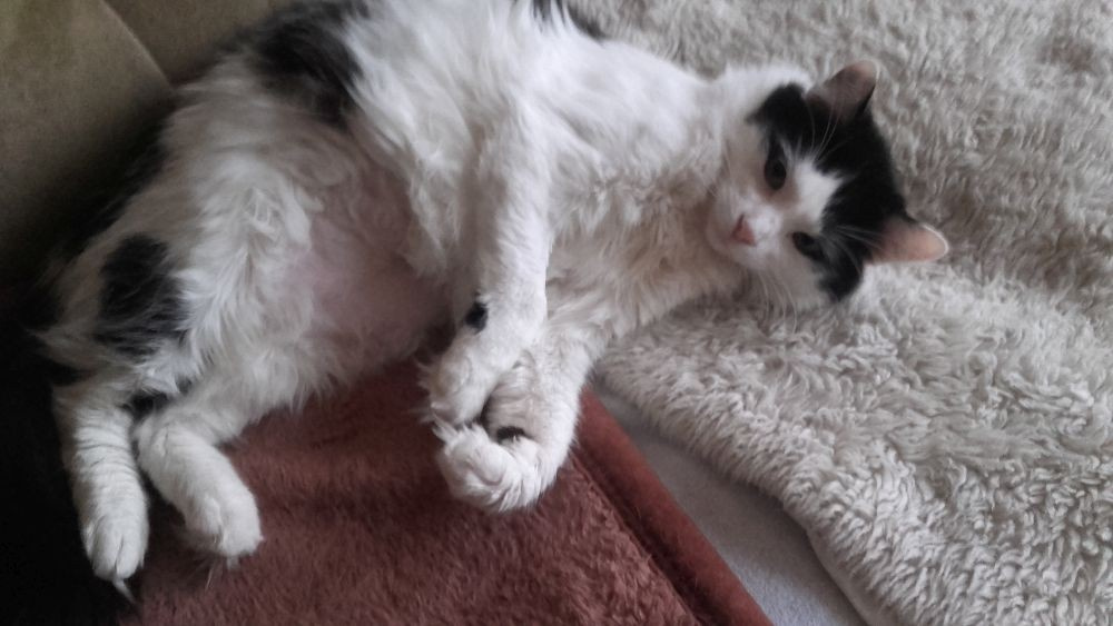 Długowłody słodziak Funio 11 mies. - 5