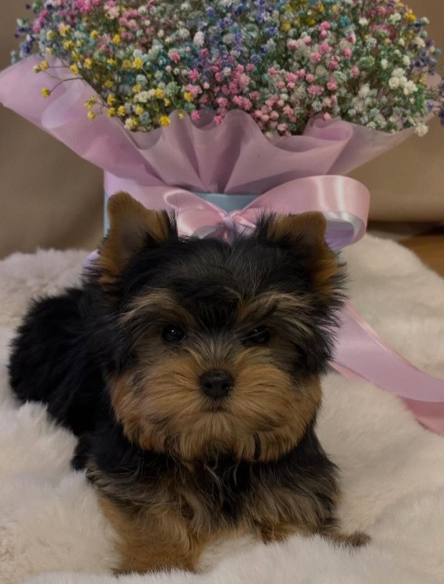 Szczeniak rasy yorkshire terrier
- 5