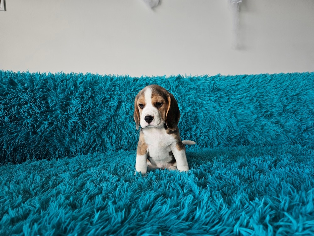 BEAGLE-ZKwP/FCI , po champ., różne kolory - 5
