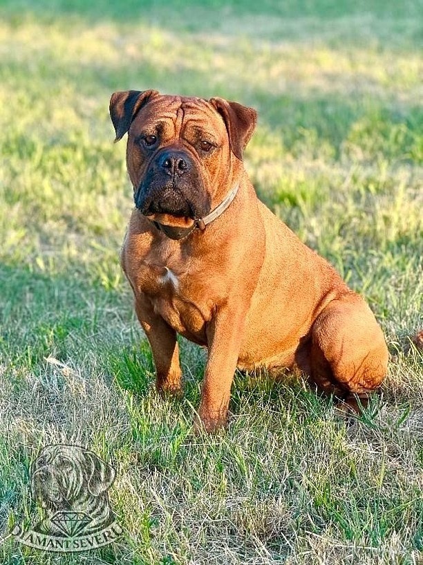 Continental Bulldog FCI - HD A - rezerwacja sierpień/wrzesie - 5