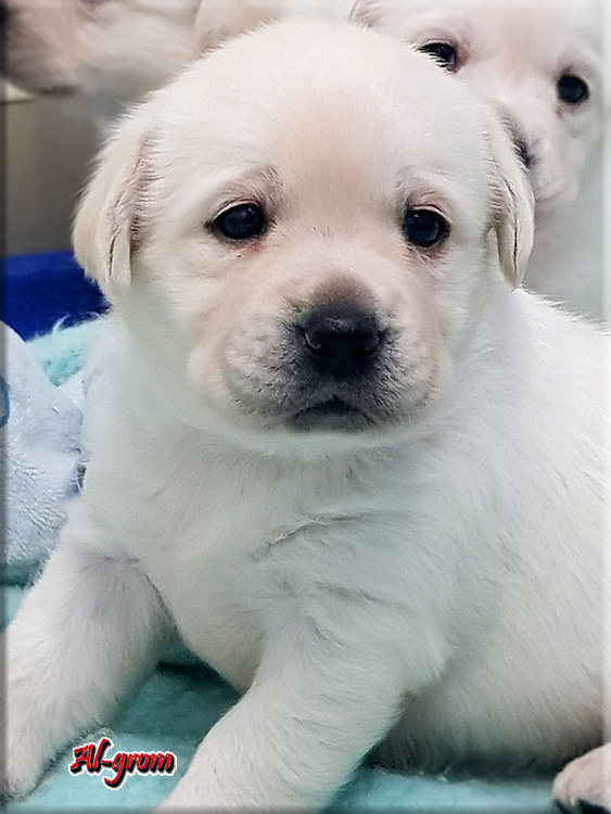 Labrador Retriever żółty/biszkoptowy piesek ZKwP o Warszawa - 5