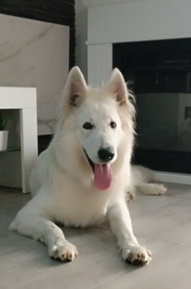 Biały Owczarek Szwajcarski hodowla Rivulus FCI - 5