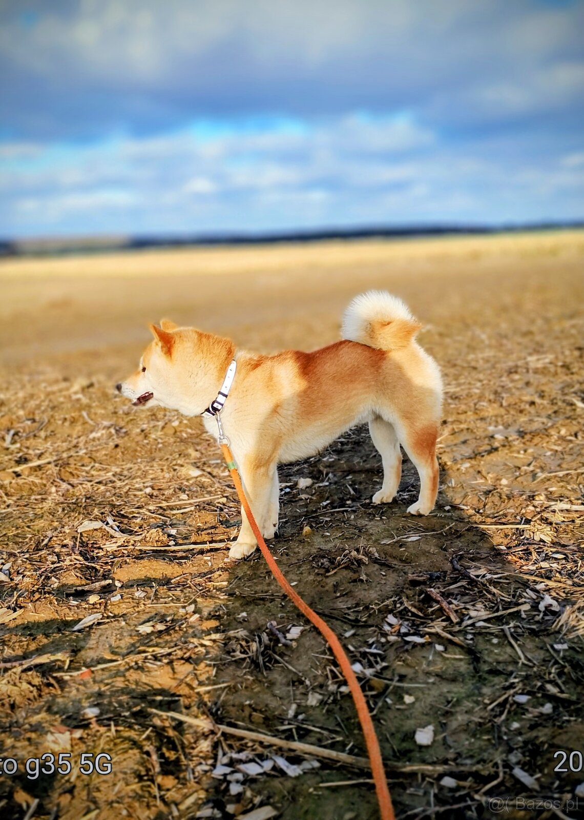 Shiba Inu czerwony sympatyczny piesek - 5