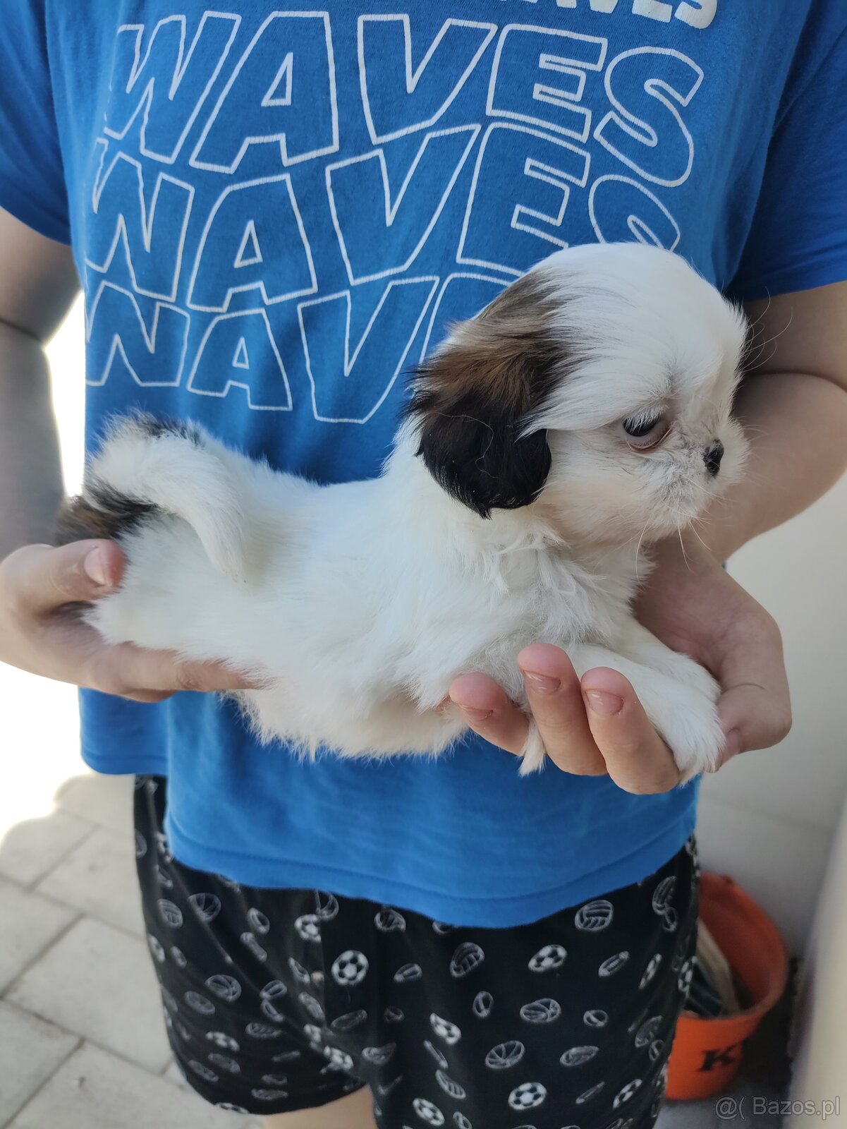 Suczka mieszanka pekińczyk shih-tzu - 5