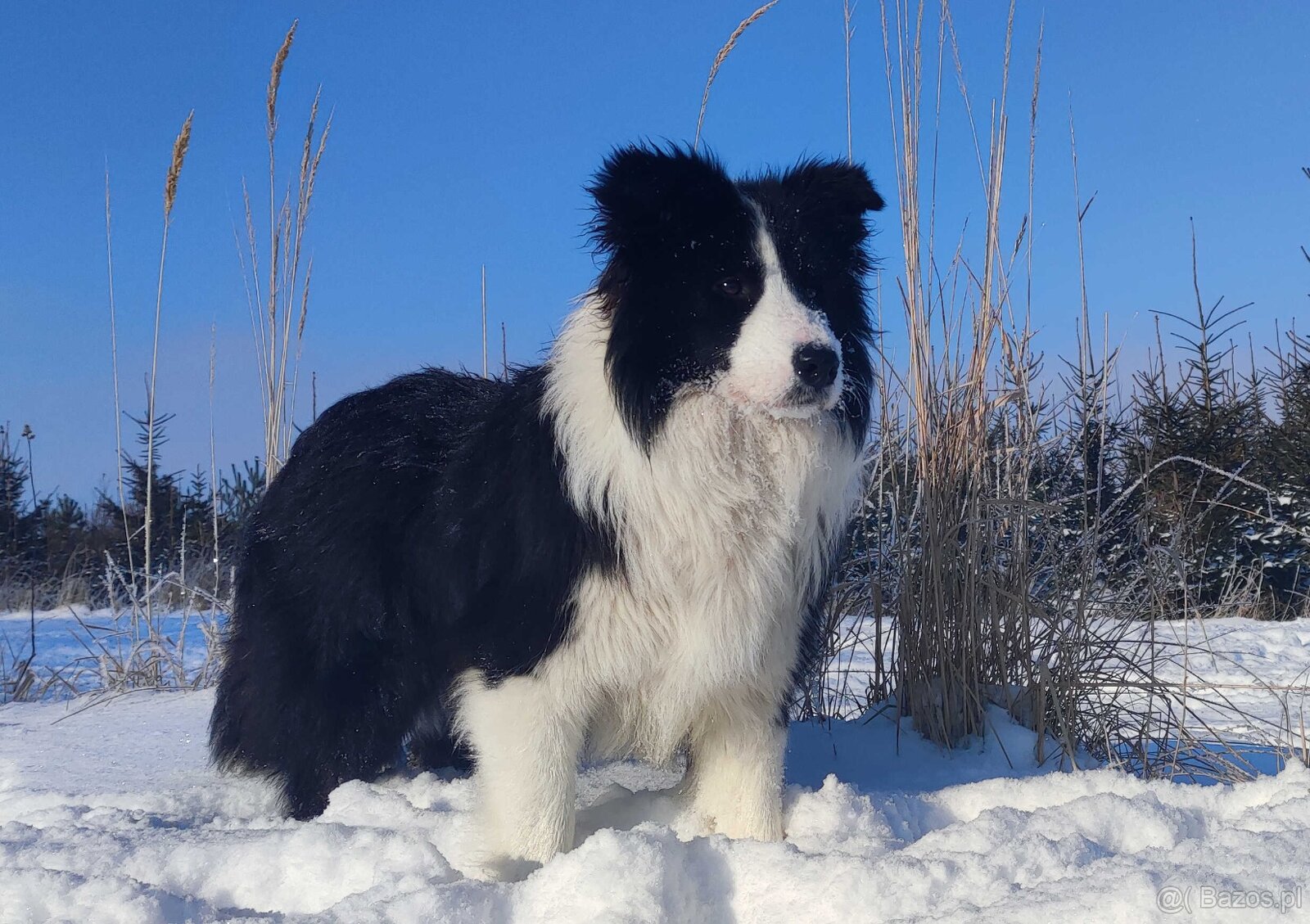 Prześliczna Suczka BORDER COLLIE - pełna dok. super rodzice - 5