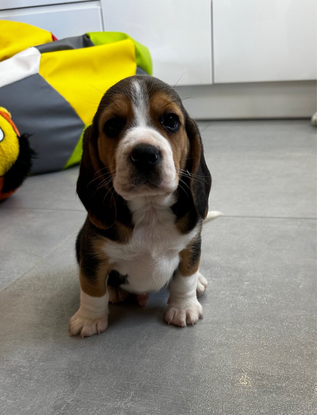 Beagle szczeniak - 5