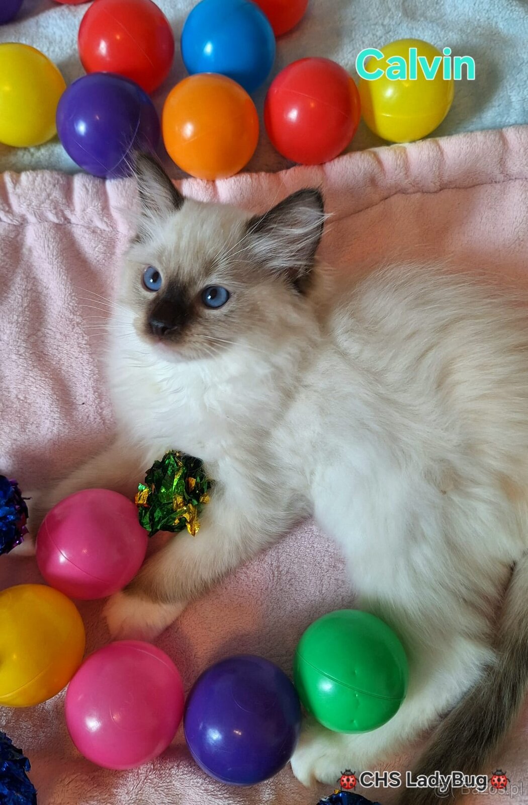 Ragdoll s PP - 5