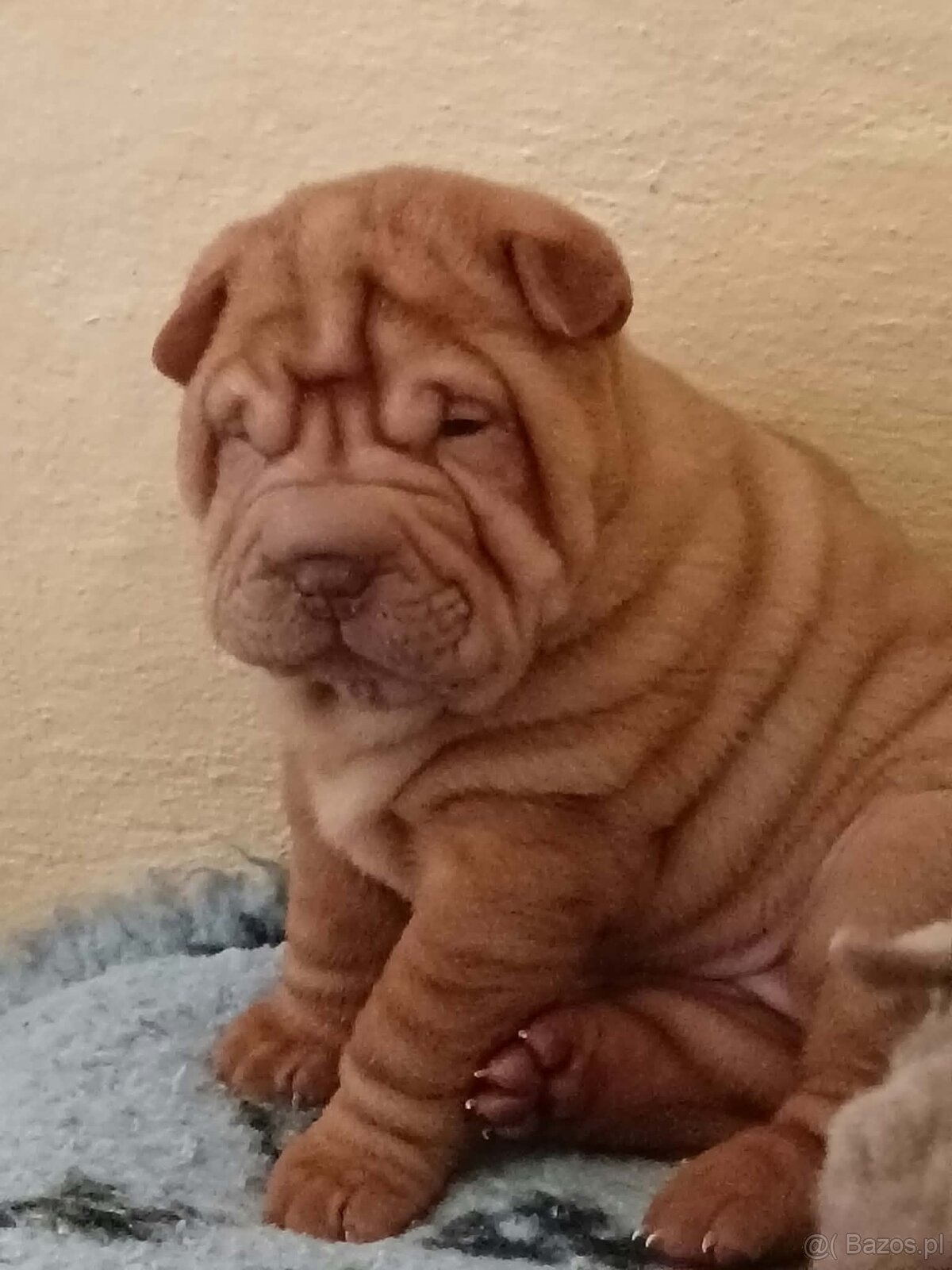 Sharpei, shar pei s PP - 5