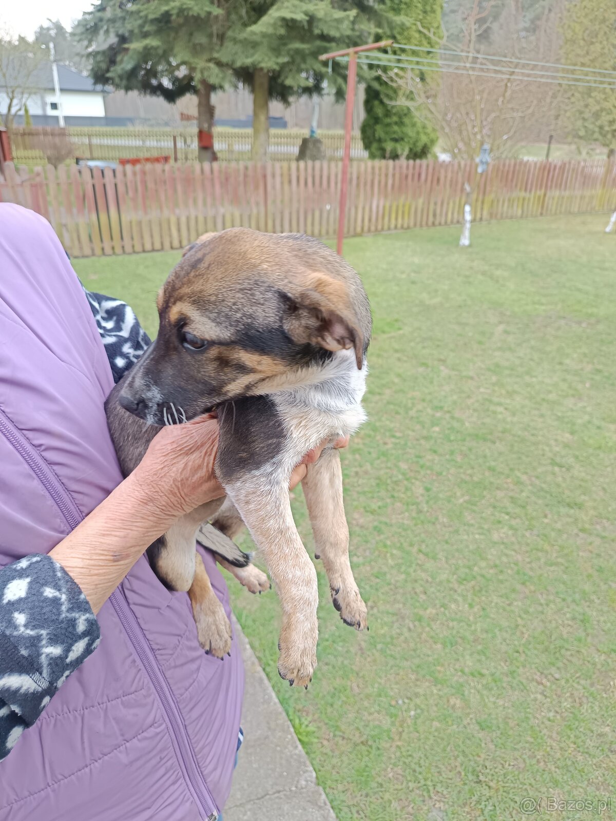 Suczki szczeniaki - 5