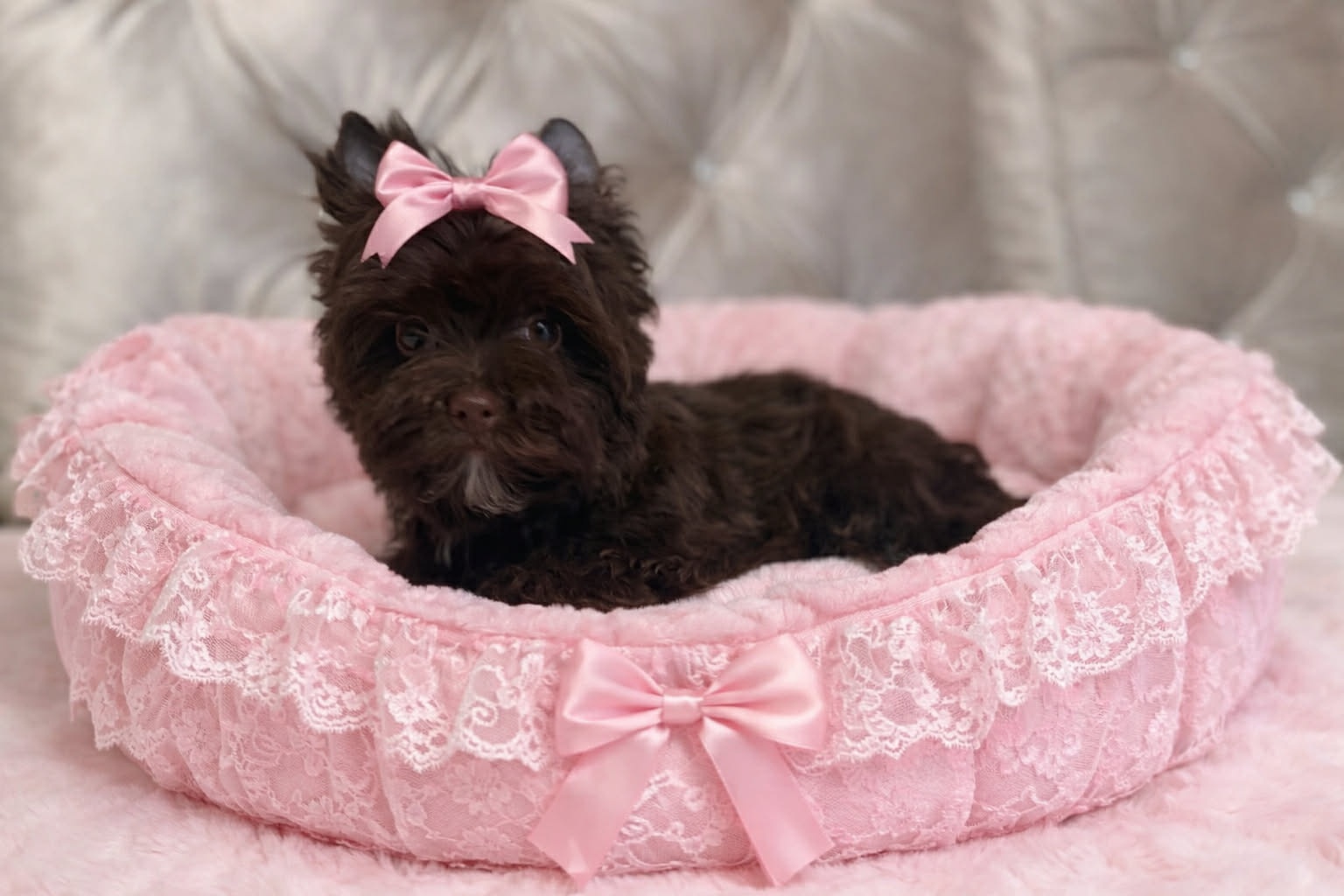 York Czekoladowa Barbi z Bajki. Dokumenty. Hodowla z Bajki. - 5