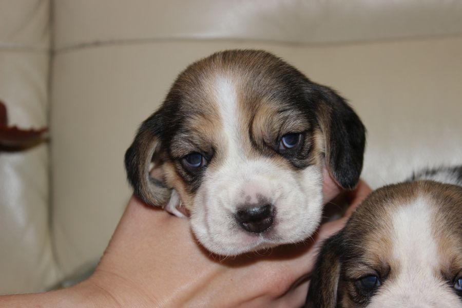 Beagle szczeniaczki ZKwP FCI po Championach - 5