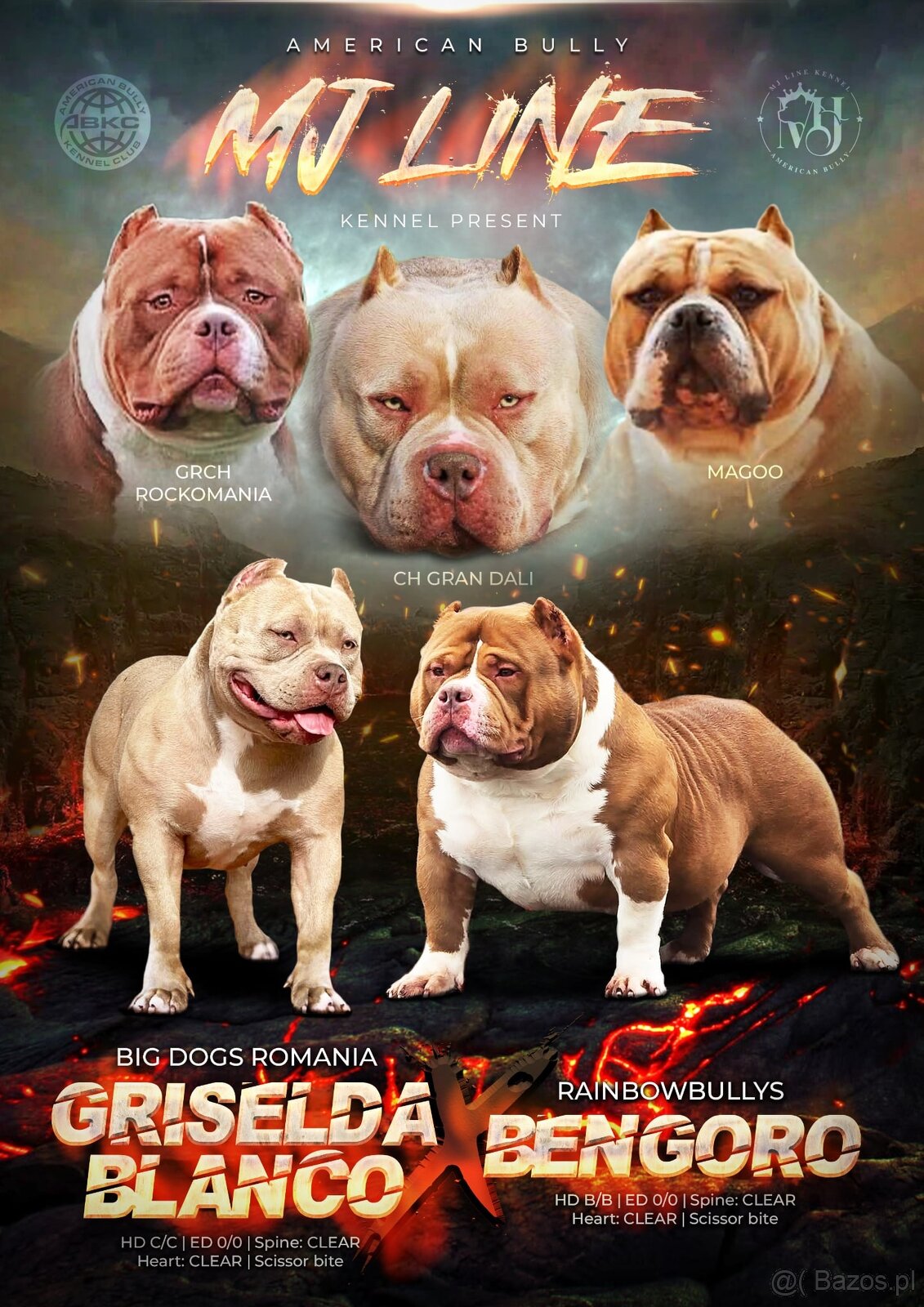 American bully - 5