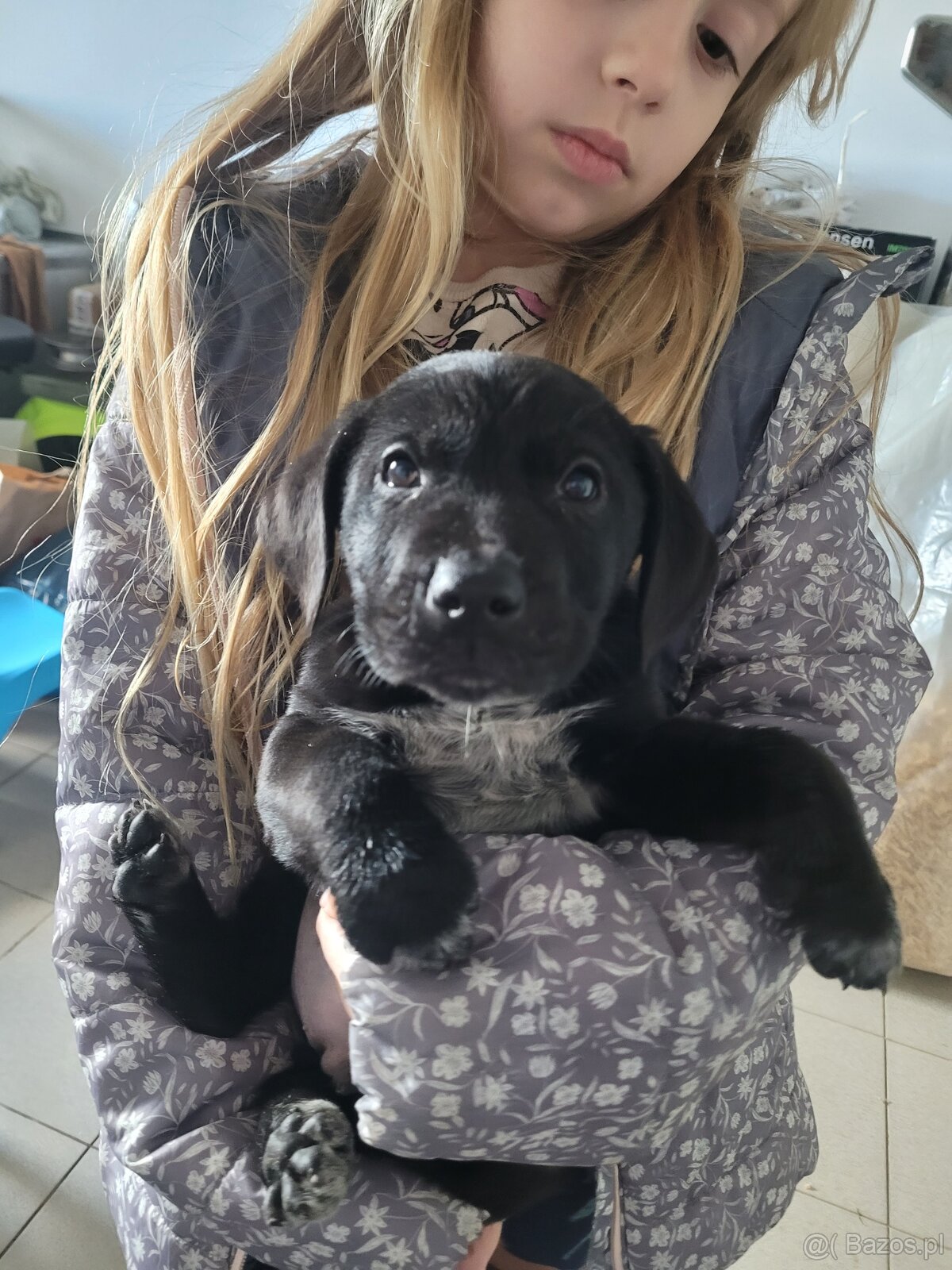 Szczeniaki wyżeł niemiecki - 5