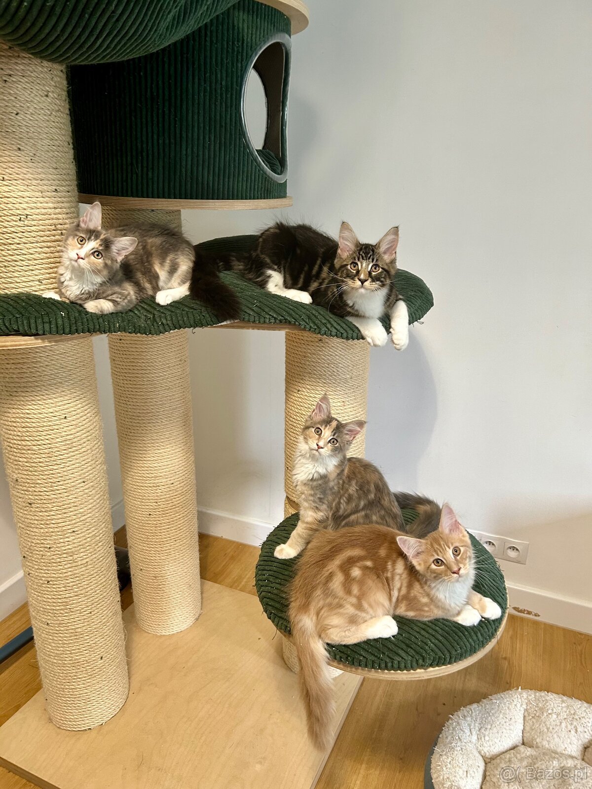 Maine Coon - 5