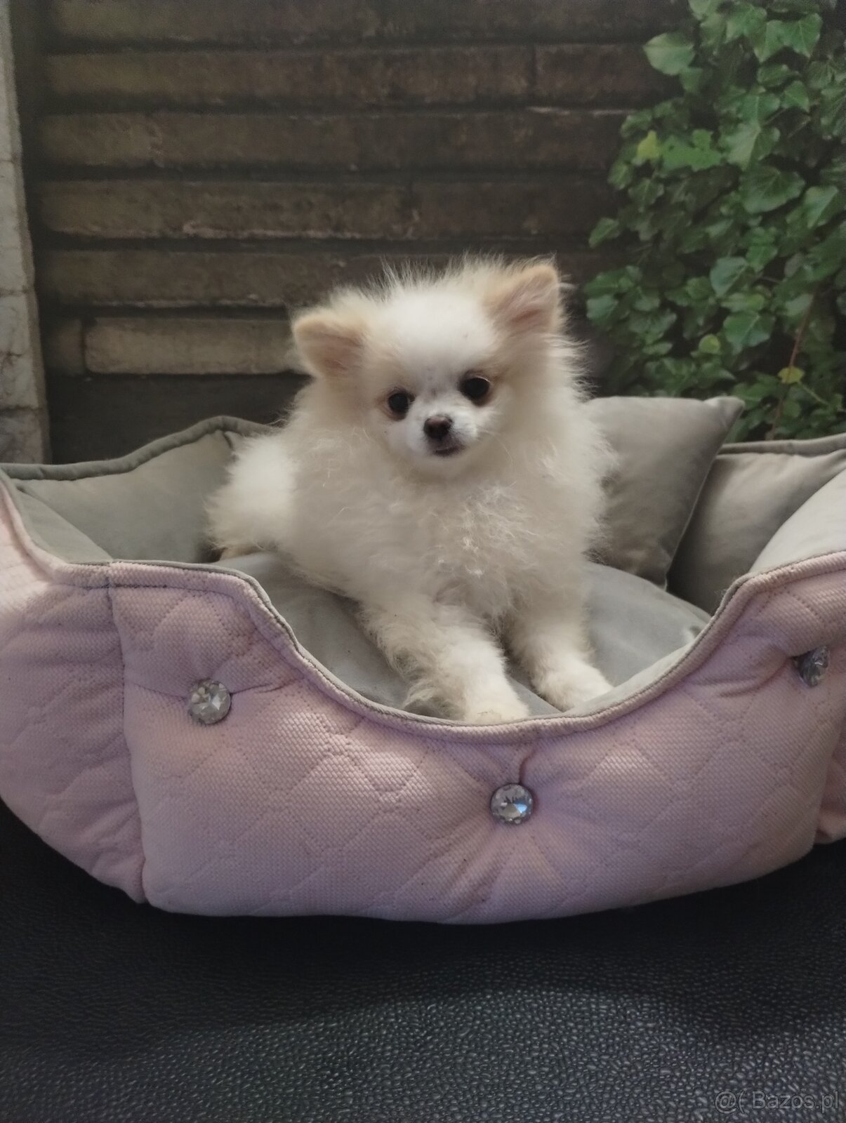 5 miesięczne suczka szpic miniaturowy -Pomeranian - 5