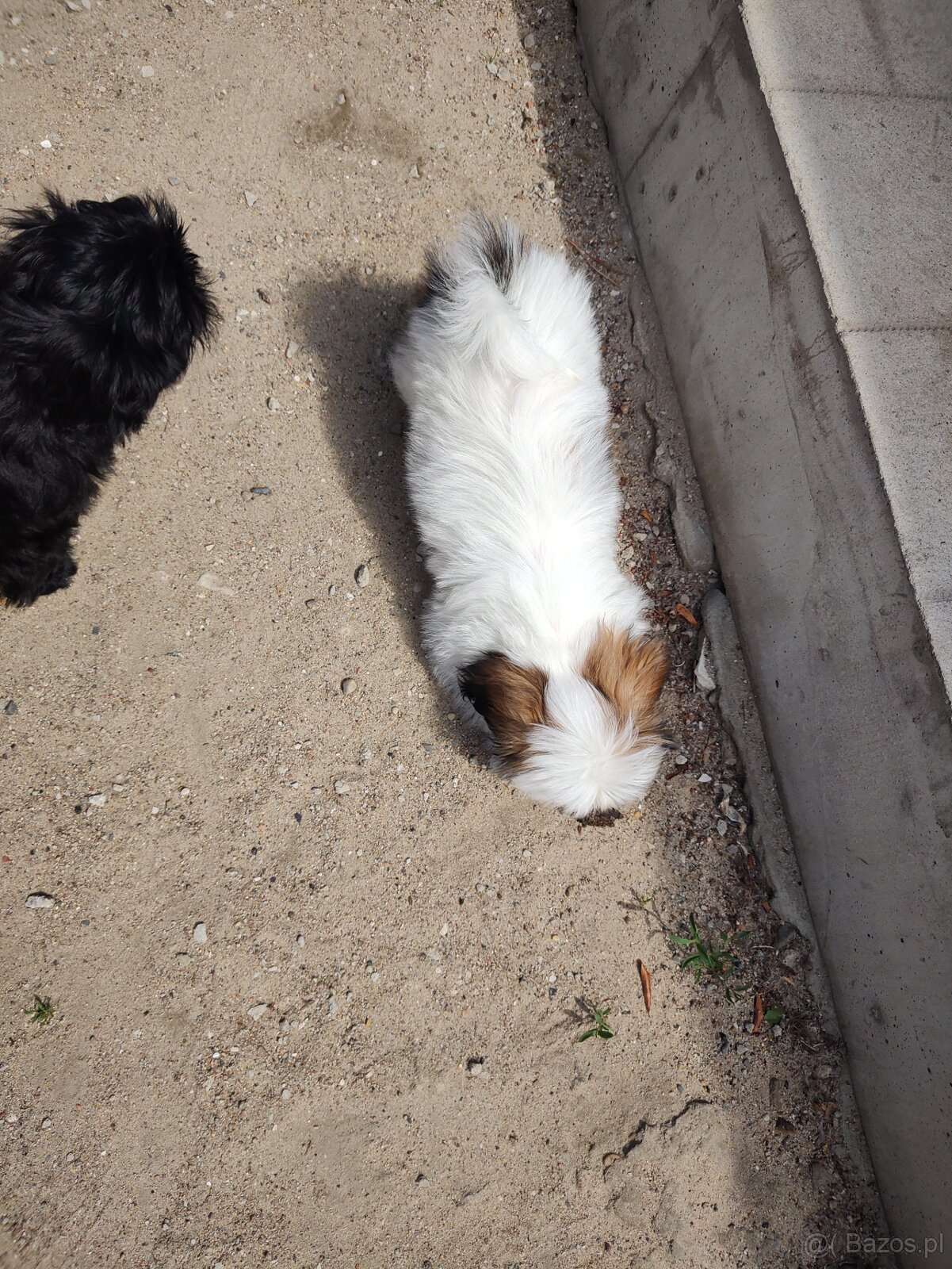 Suczka mieszanka pekińczyk -shih tzu - 5