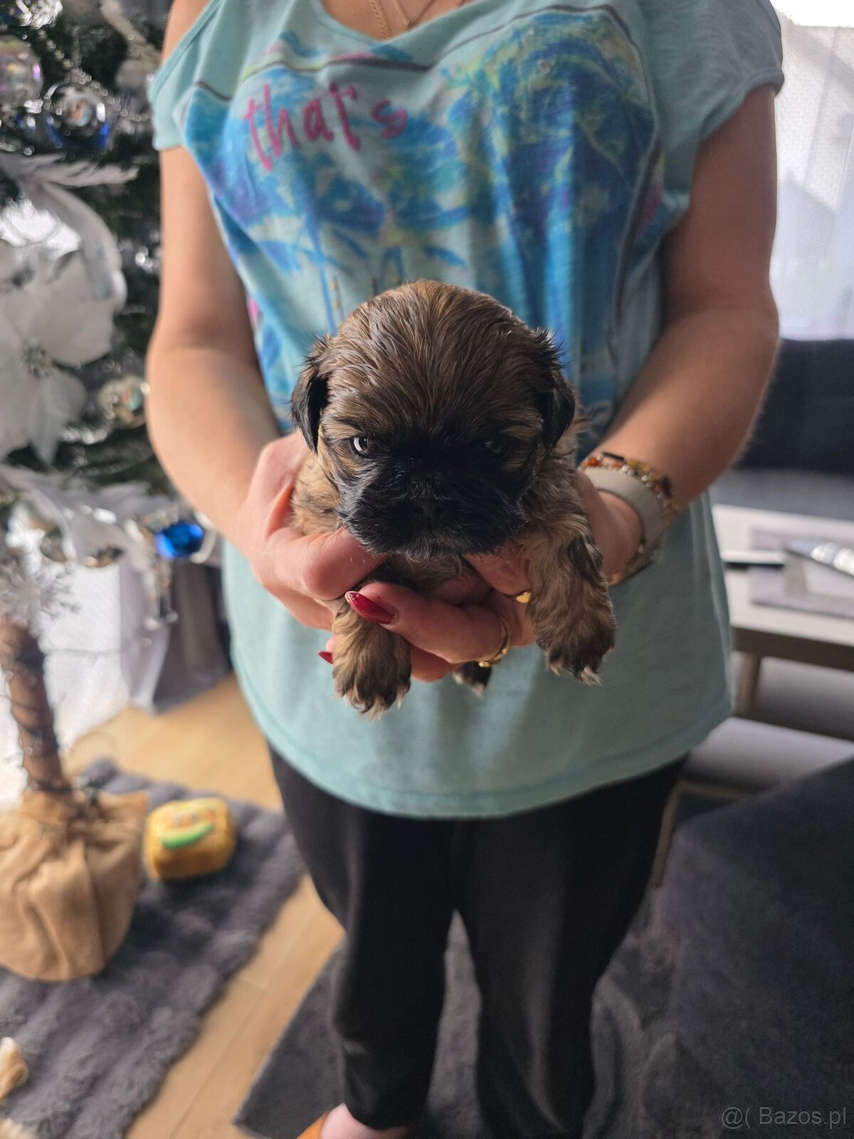 Sprzedam śliczne szczeniaczki rasy shih tzu - 5